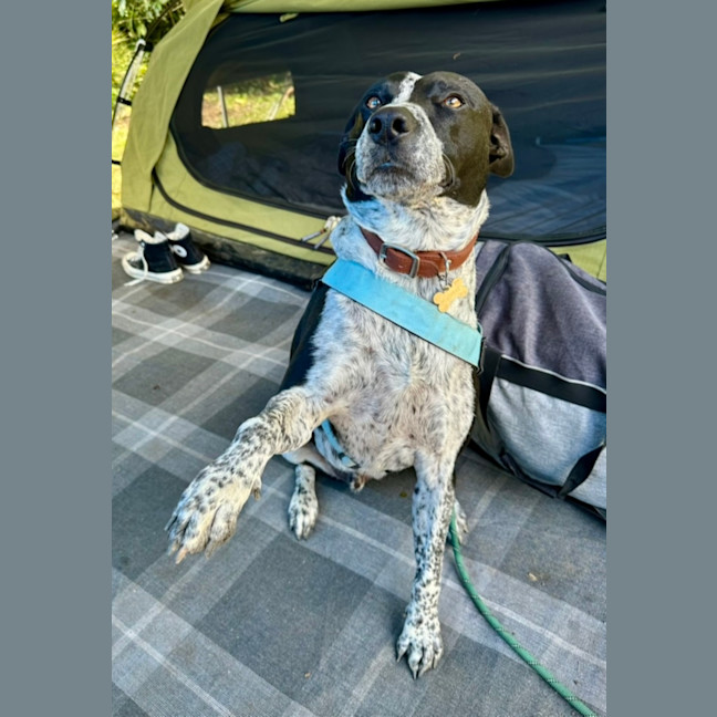 Photo of Arlo   5 Year Old Staffy X