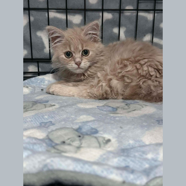 Photo of Butter Bean 💙