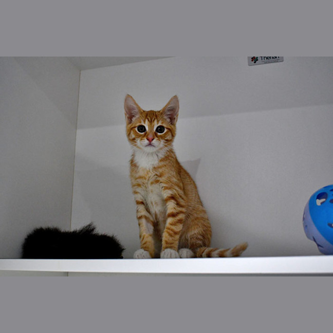Photo of Aster