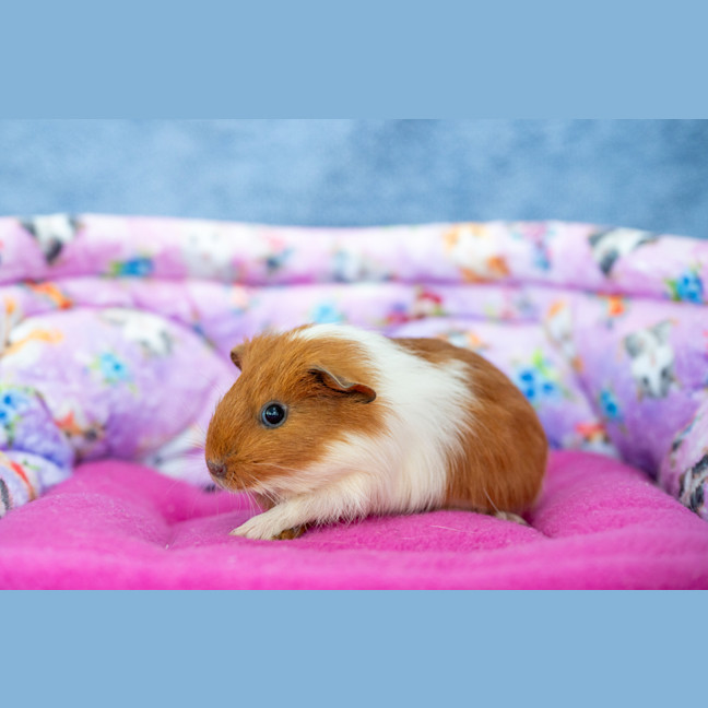 Photo of Ginger