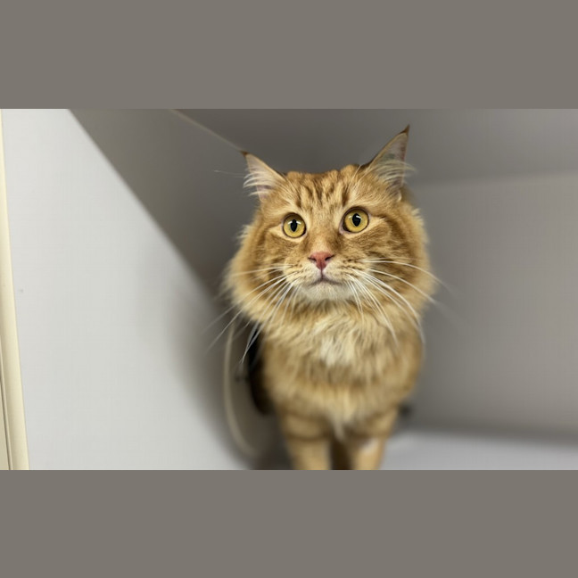 Photo of Leo