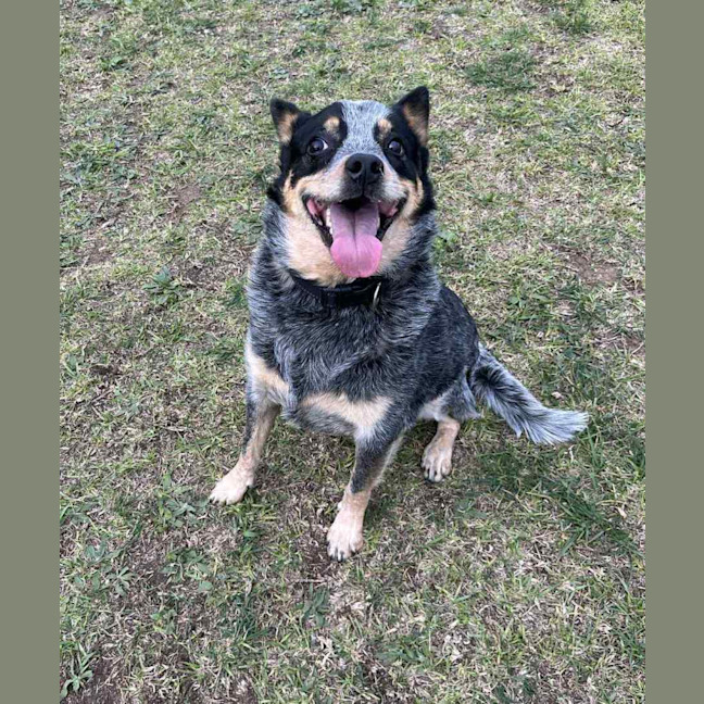 Photo of Ruby (66383) 