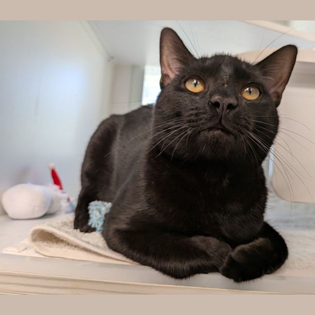 Photo of Toast