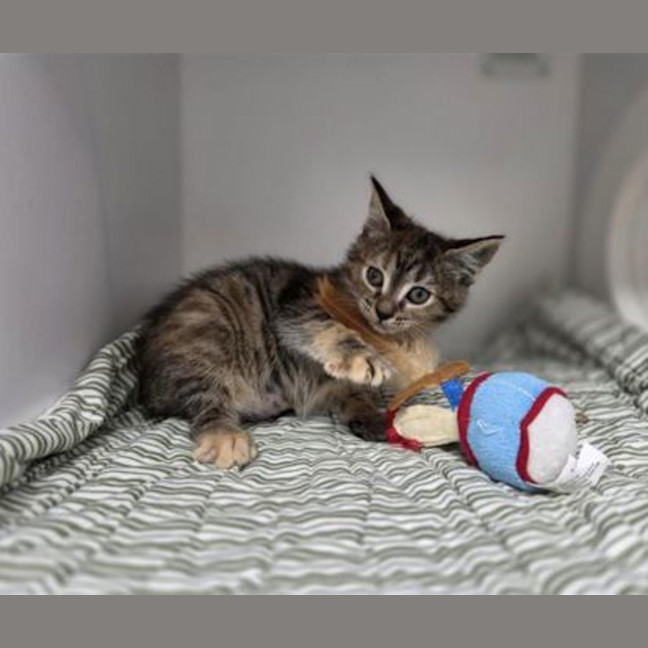Photo of Cordelia