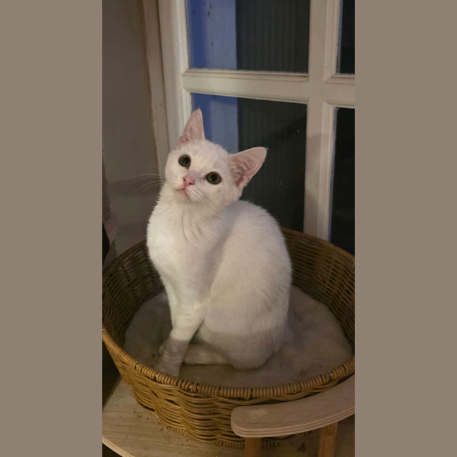 Photo of Aspen 