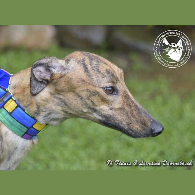 Photo of Tilly (Harra's Tilly)