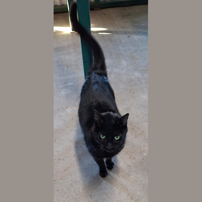 Photo of Midnight