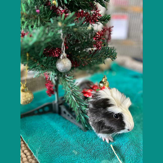 Photo of Clio 