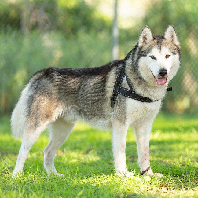Photo of Atlas