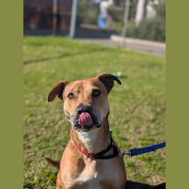 Photo of Ripley