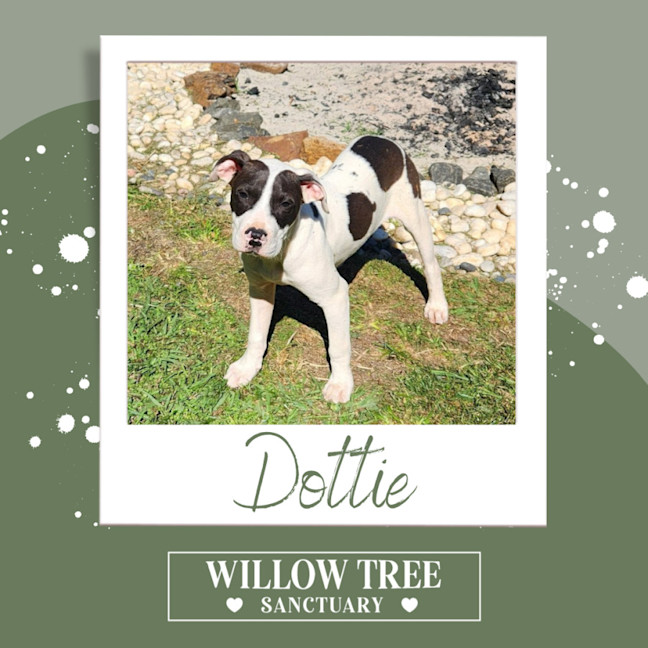 Photo of Dottie