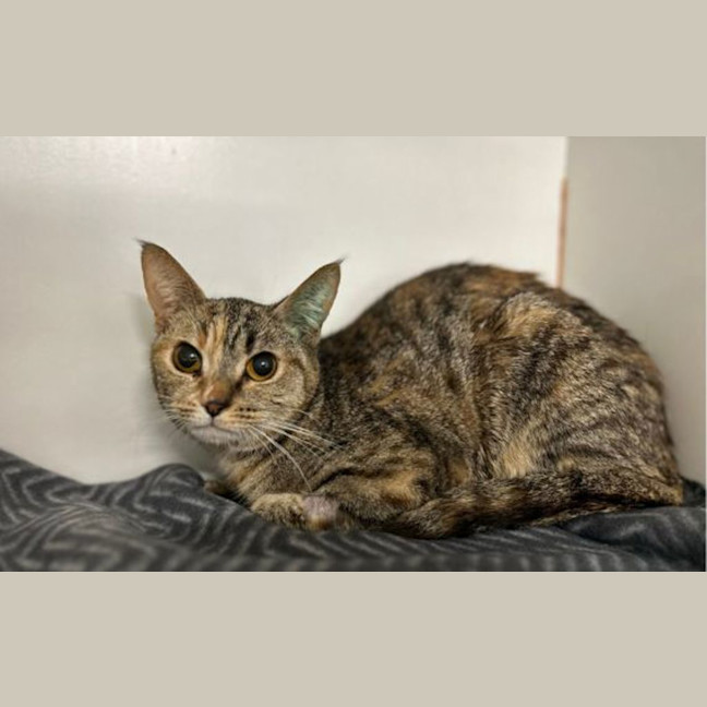 Photo of Mousey