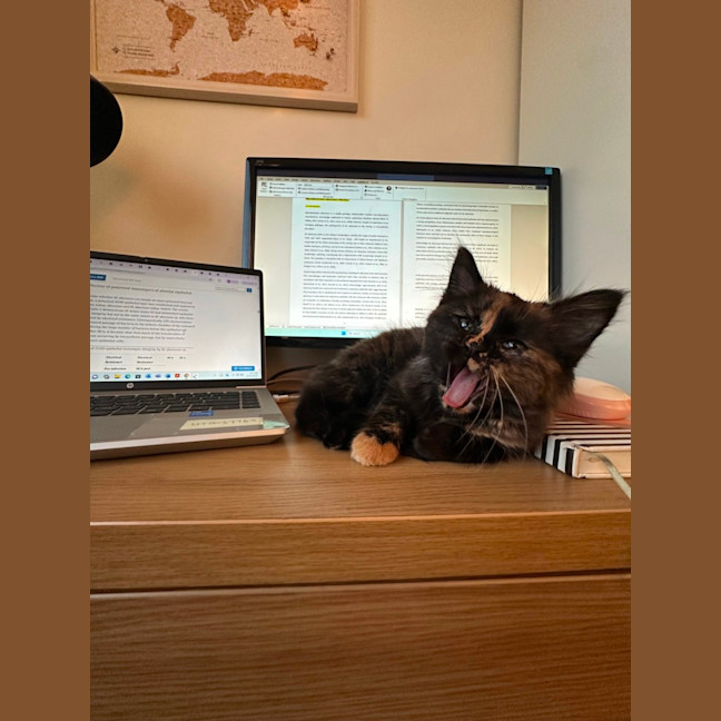 Photo of Reese's Pieces