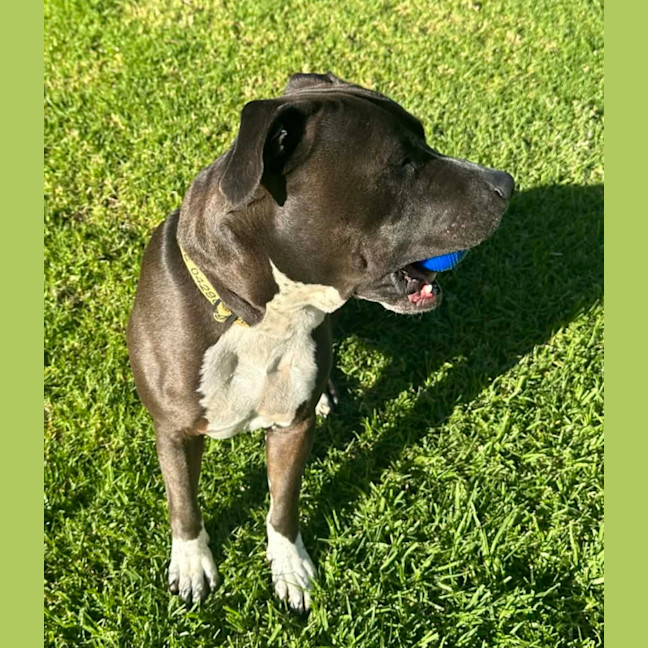 Photo of Charlie   6 Year Old Staffy X Great Dane 