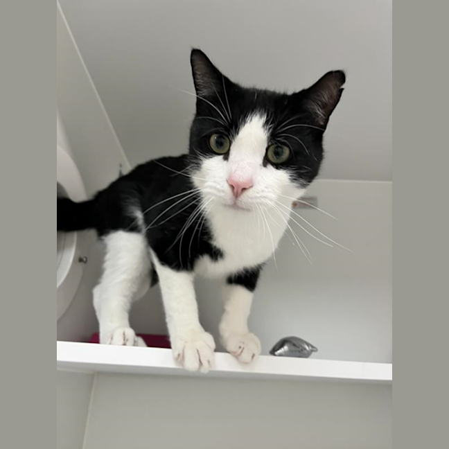 Photo of Oreo