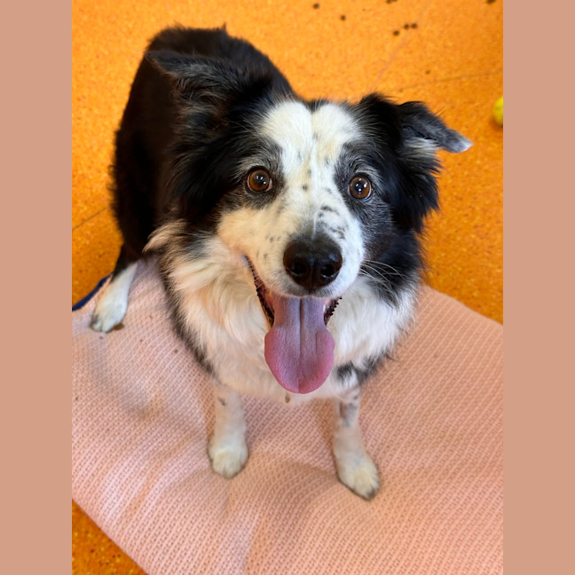 Photo of Bella