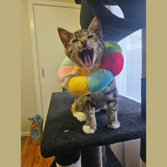 Photo of Mabel (Was Max)