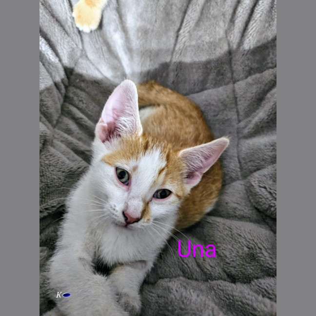 Photo of Una Meet Me @Petstock Keysborough Store