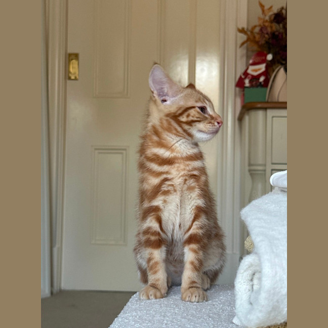 Photo of Bingo