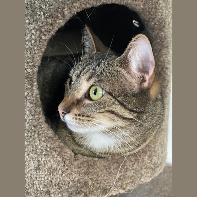 Photo of Wren
