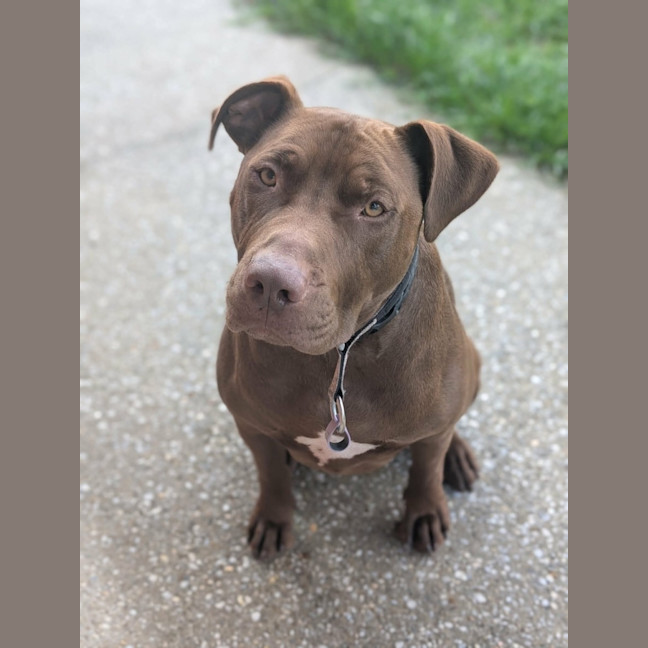 Photo of 🐶 Jeff 🐶