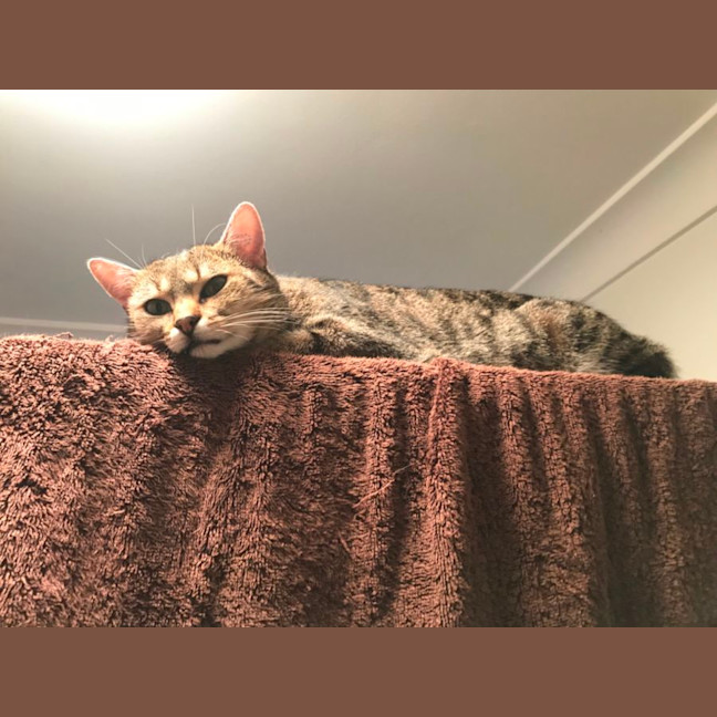 Photo of Bunny And Max (Bonded Pair)