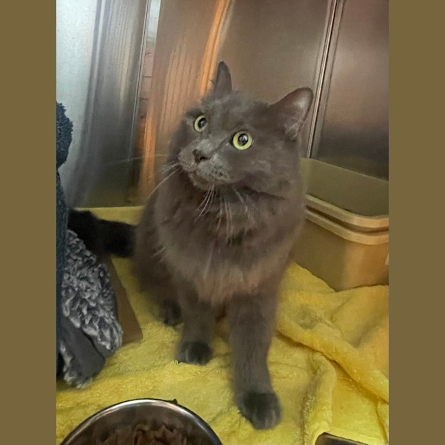 Photo of Puss