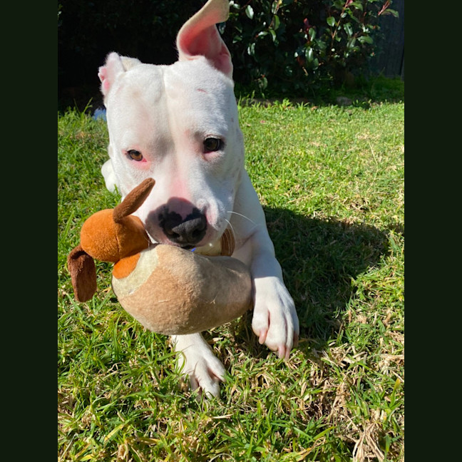 Photo of Lola   2 Year Old Staffy 