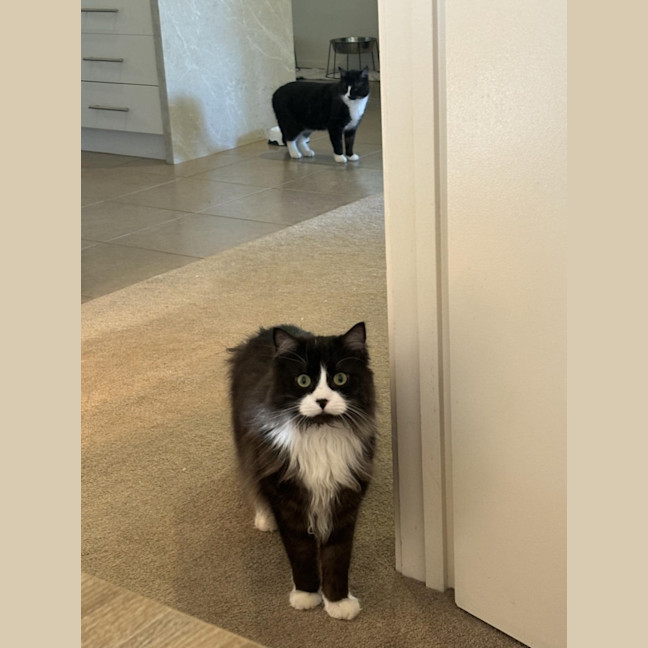 Photo of Gizmo & Mushu