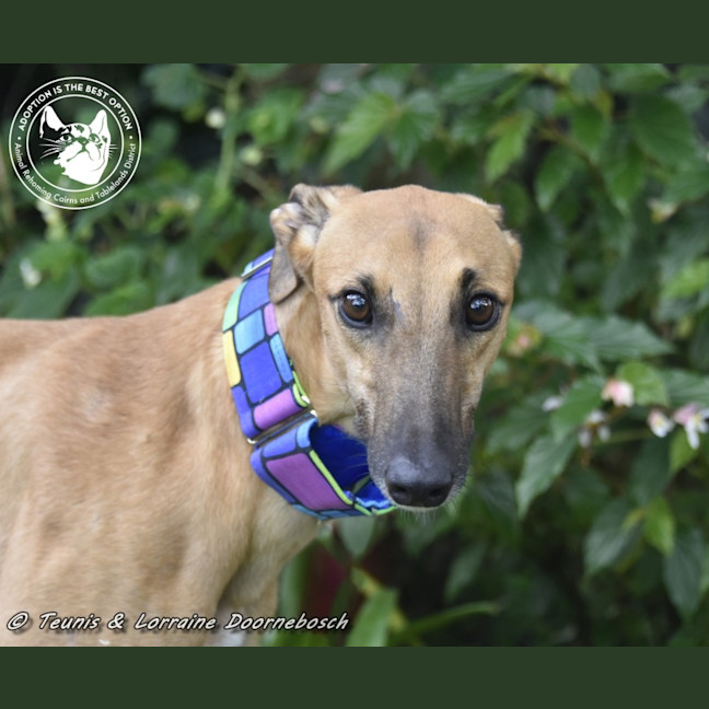 Photo of Mickey (Racing Name Mcnulty)