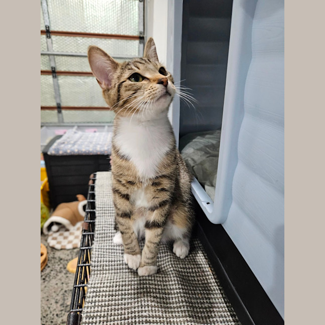 Photo of Milo