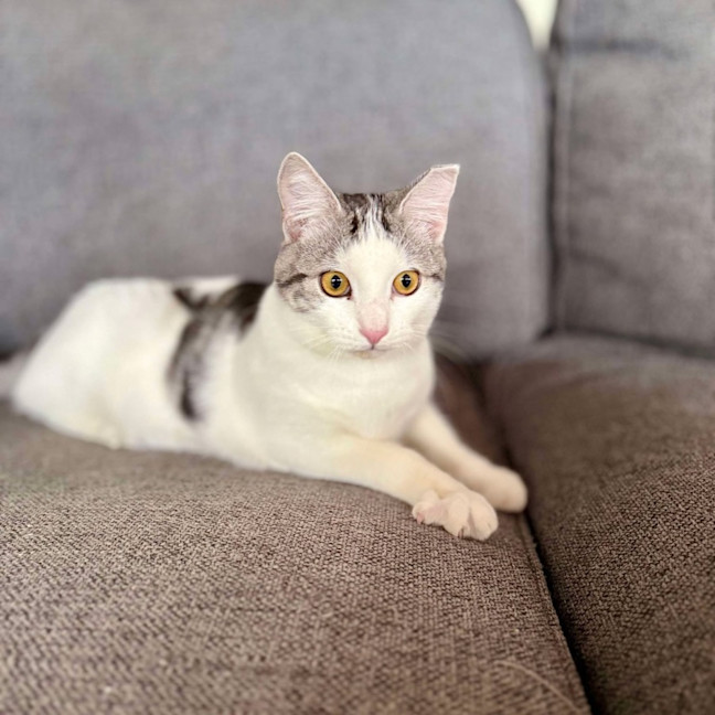 Photo of Clyde   Meet Me At Vets On Parker Templestowe