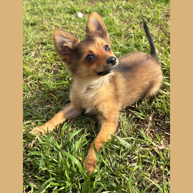 Photo of Ruby