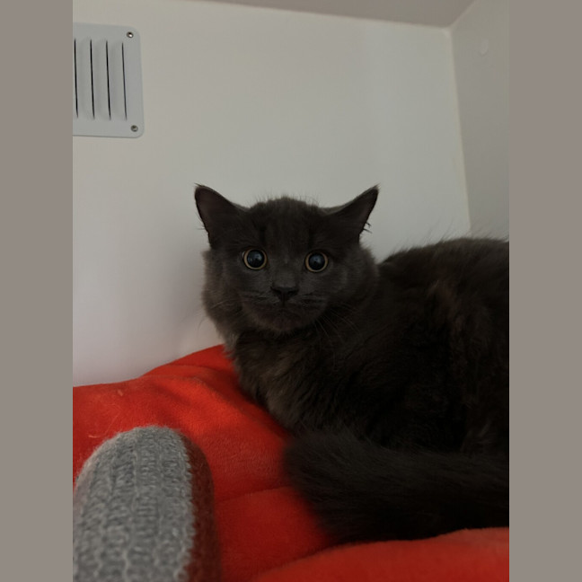 Photo of Chiron
