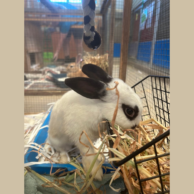 Photo of Snowball