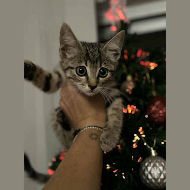 Photo of Lumy
