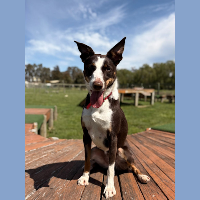 Photo of Lily