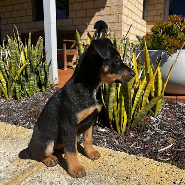 Photo of Axle