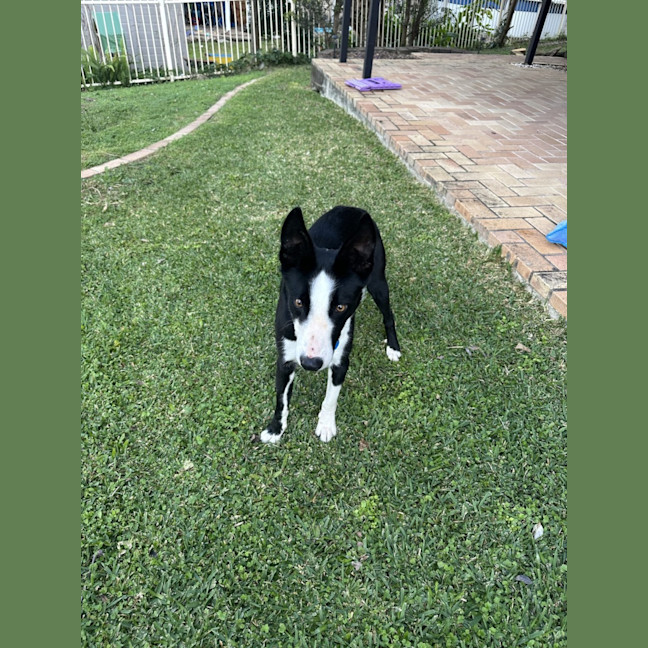 Photo of Jacko