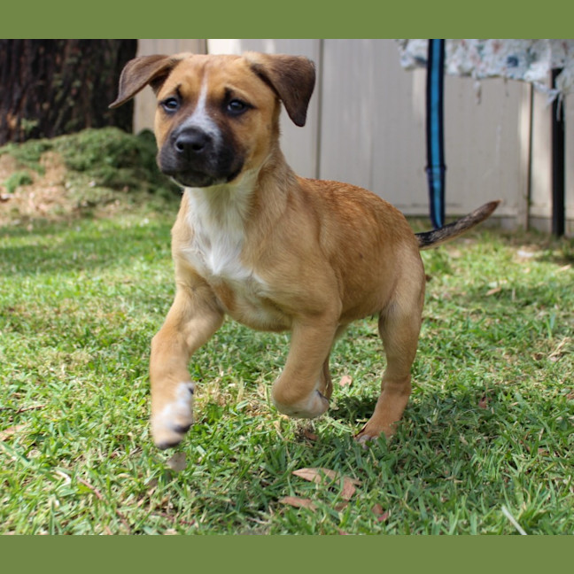 Photo of Billie   8 Week Old Mastiff X (Trial)