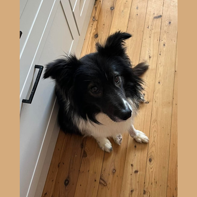 Photo of Moose   2 Year Old Border Collie