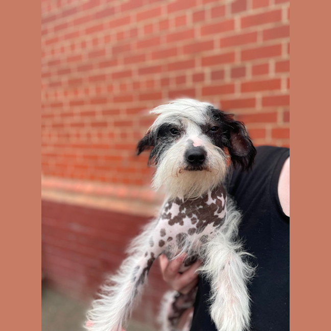 Photo of Moxley