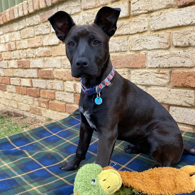 Photo of Cinders