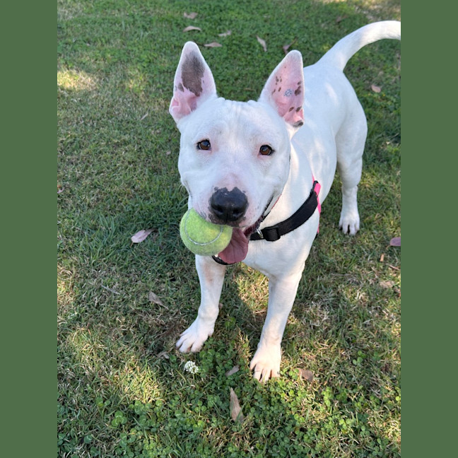 Photo of Dudley