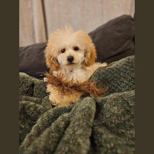 Photo of Sophia (Fifi)