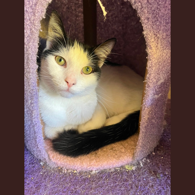 Photo of Blackjack *9 Lives Project Rescue*