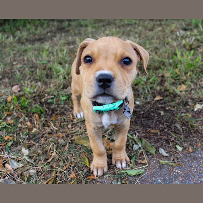 Photo of Hamish   11 Week Old Staffy X (Trial