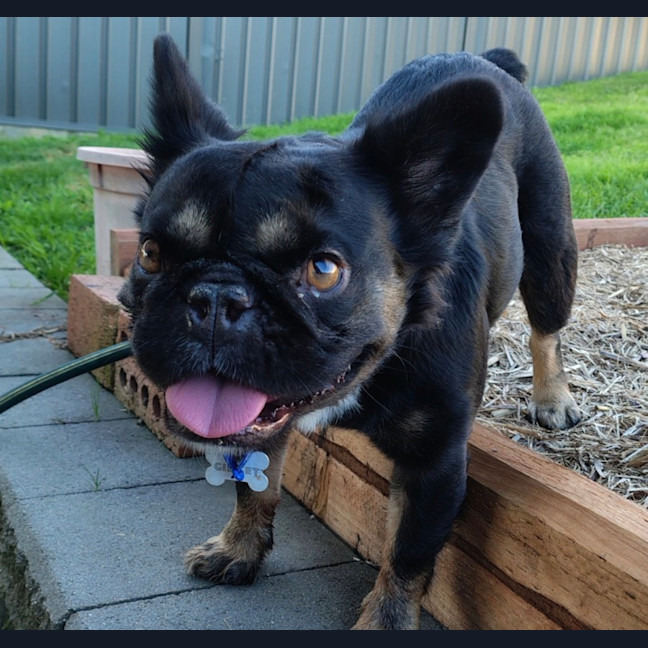 Photo of Gidget   3 Year Old French Bulldog