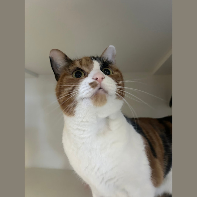 Photo of Hazel