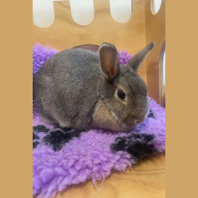 Photo of Maple (Bonded To Coffee Scroll)